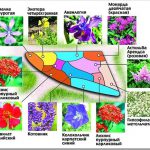 Схема цветника